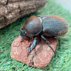 ヘラクレスオオカブト　オス•メス　ペア