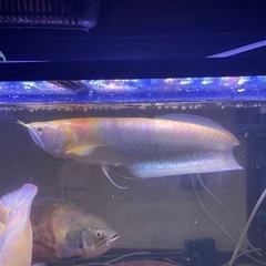 熱帯魚

