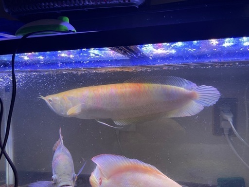 熱帯魚\n