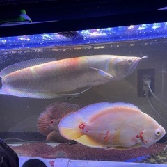 熱帯魚
