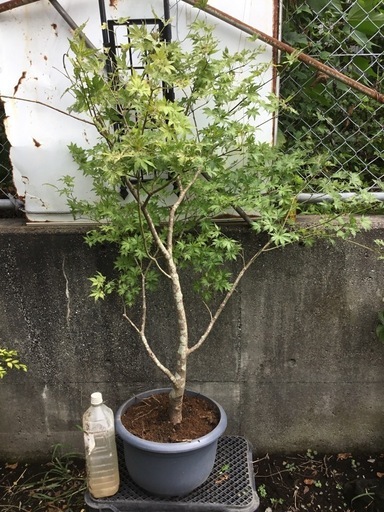 鴫立沢モミジ  120センチ