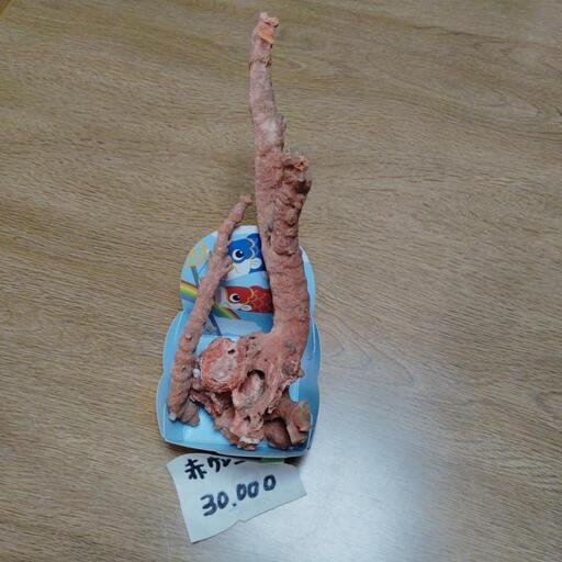 赤珊瑚