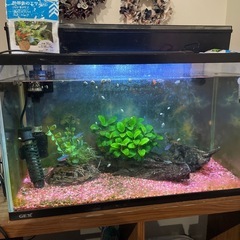 熱帯魚 60cm水槽