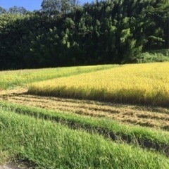 24年度　新米　玄米30キロ　2袋