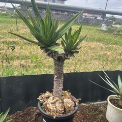 ユッカグロリオサの中古が安い！激安で譲ります・無料であげます  