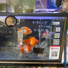 でかい金魚サラサオランダ13,200円サラサリュウキン13,20...