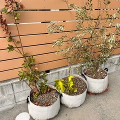 1/9値下げ 横浜市中区引き取り限定 オリーブの木2本＋お花セット