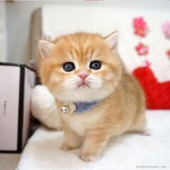 臨時休業のお知らせ9月28日////ココネルエアー/新生児～24カ月 