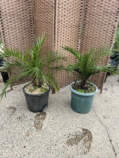 カナリーヤシ　アガベ　植物　ガーデニング