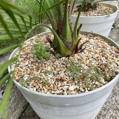 ココスヤシ🌴大鉢ごとお渡しします🌴植物　ガーデニング