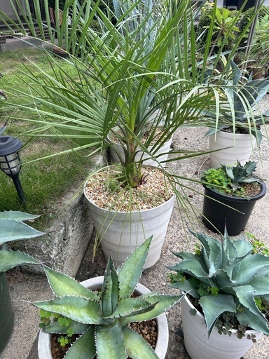 ココスヤシ大鉢ごとお渡しします植物　ガーデニング