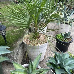 ココスヤシ🌴大鉢ごとお渡しします🌴植物　ガーデニング