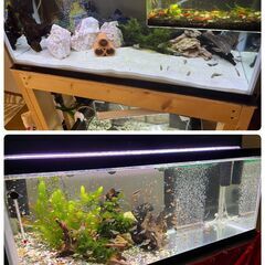 【受渡し決定】水槽セット
