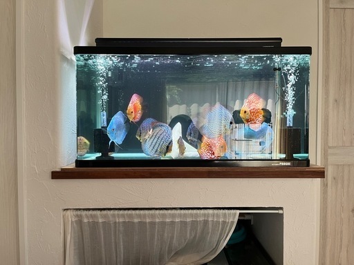 ⭐️ディスカス生体15匹と水槽一式⭐️