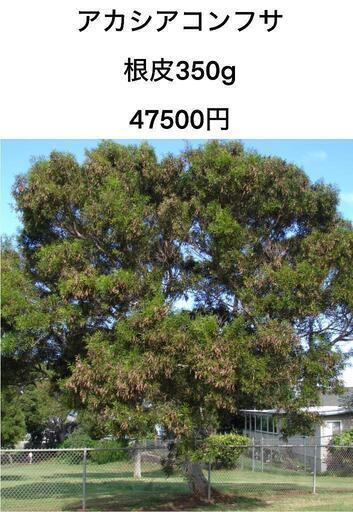 アカシアコンフサ根皮350g