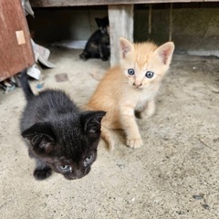 子猫ちゃん4匹居ます。