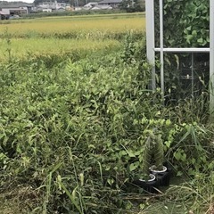 【草刈りの依頼】