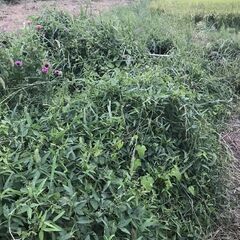 【草刈りの依頼】