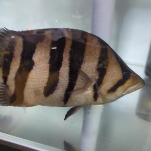 ダトニオプラスワン右下ヒレ無　引き取り限定