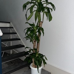 ドラセナマッサンゲアナ　160㎝　観葉植物