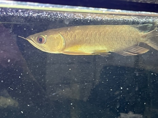大型魚