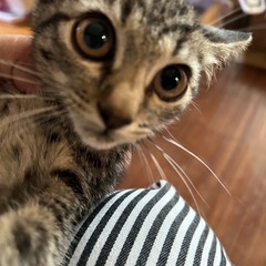 警察届け済み。飼い主不在確認済み。