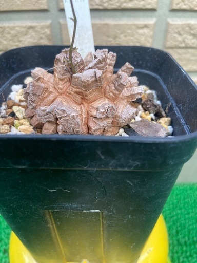 アフリカ亀甲竜「冬型塊根植物」