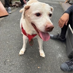 🛑緊急🛑飼い主死去により、保健所行きになりそうです。