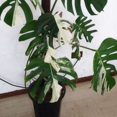 モンステラボルシギアナホワイトタイガー🪴