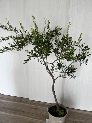 大型 実付き オリーブ ガーデニング 鉢植え 植物