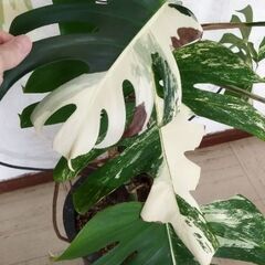 モンステラボルシギアナホワイトタイガー🪴