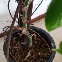 モンステラボルシギアナホワイトタイガー🪴