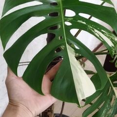 モンステラボルシギアナホワイトタイガー🪴
