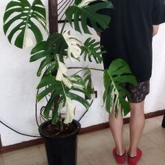 モンステラボルシギアナホワイトタイガー🪴