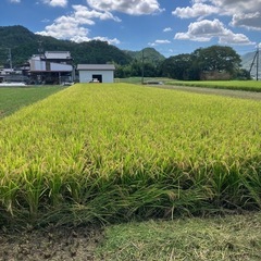 残り1袋です！令和6年収穫キヌヒカリ玄米30k