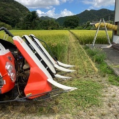 残り1袋です！令和6年収穫キヌヒカリ玄米30k