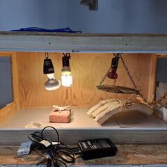 フトアゴヒゲトカゲの中古が安い！激安で譲ります・無料であげます(3  