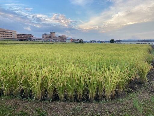 令和6年度生産　新米の玄米30㎏　ヒノヒカリ