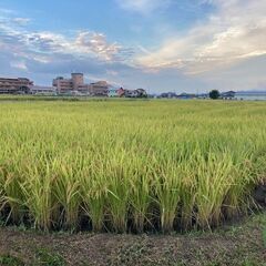 令和6年度生産　新米の玄米30㎏　ヒノヒカリ