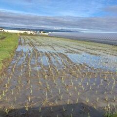 令和6年度生産　新米の玄米30㎏　ヒノヒカリ