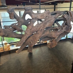 大型の流木