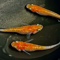 王華　メダカ・めだか の有精卵　24－15　15個+α