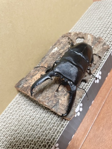 クワガタ カブトムシまとめ売り 本日限りこのお値段で販売します