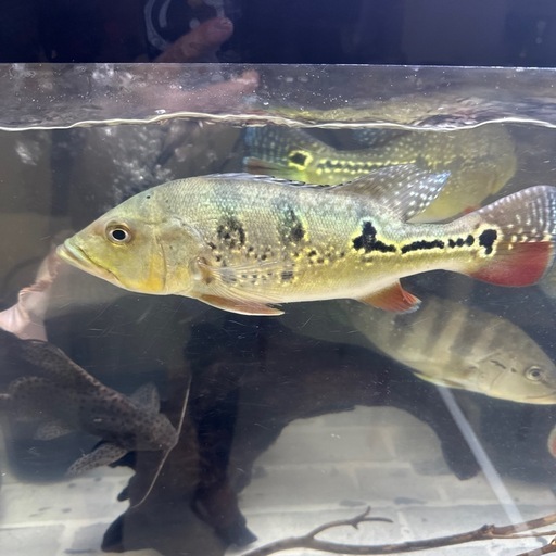 熱帯魚キクラブロコポンド