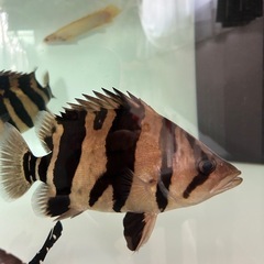 ダトニオ 綺麗なバント 30cm 格安