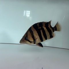 ダトニオプラスワン 30cmオーバー 引き取り限定