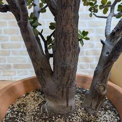 希少！ 金のなる木 30年物 超大株 多肉植物 テラコッタ鉢付き