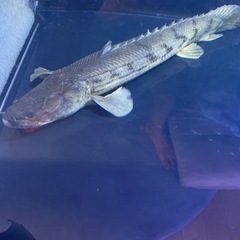 タンガニーカ　コンギグス　54± 値段交渉あり