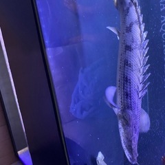 タンガニーカ　コンギグス　54± 値段交渉あり