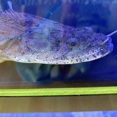 タンガニーカ　コンギグス　54± 値段交渉あり